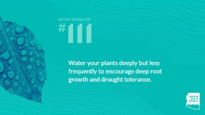 Tip #111 Water Deeply but Infrequently