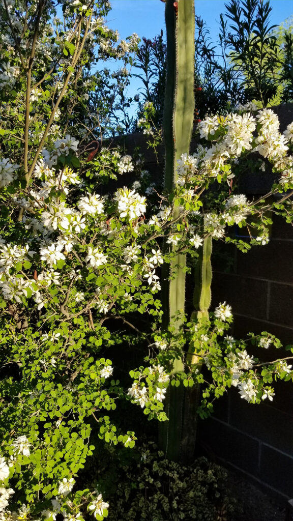 Chihuahuan Orchid Tree