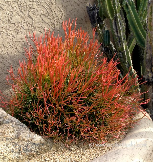 Euphorbia_'Sticks_on_Fire'