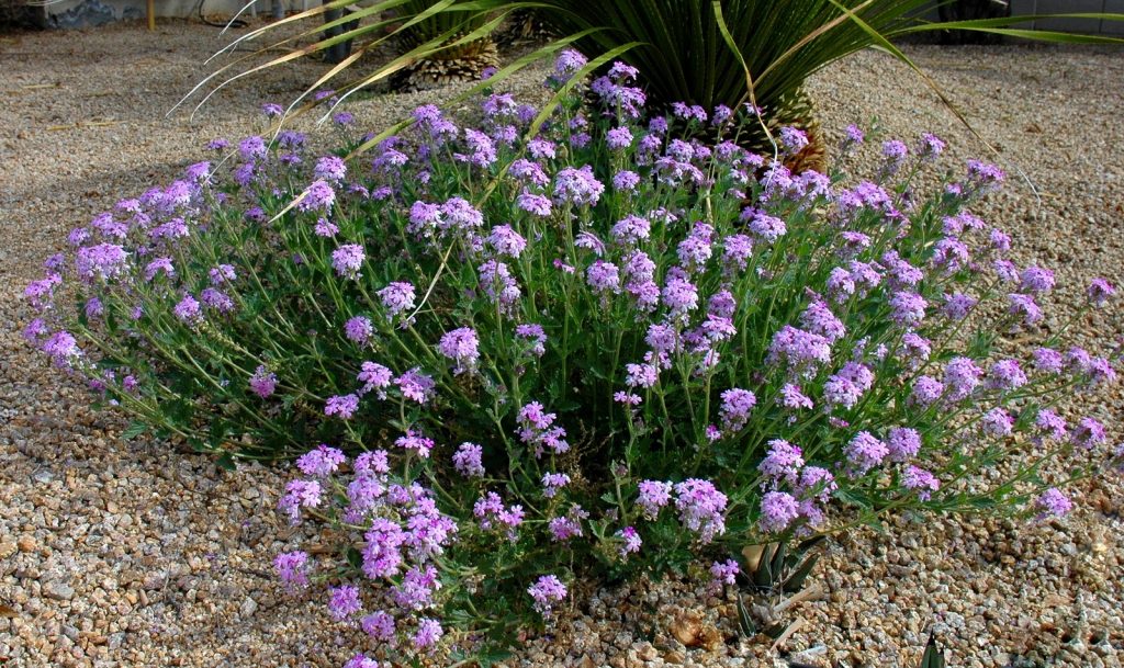 Gooding's Verbena in landscape.