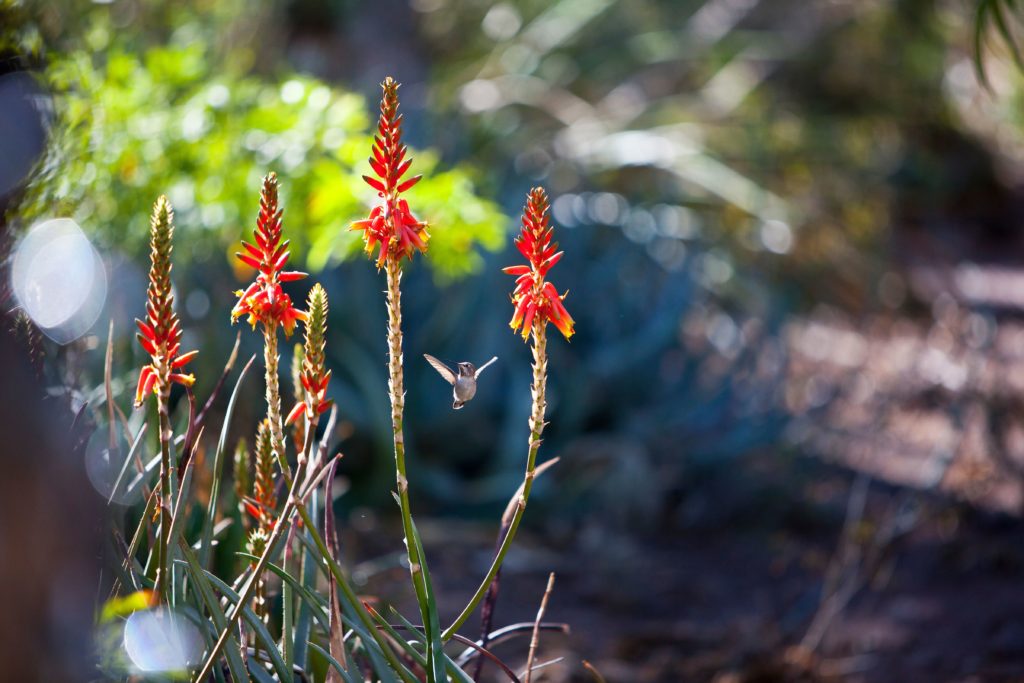 Aloe and hummingbird