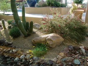 Rio-Verde-Community-Center-Xeriscape