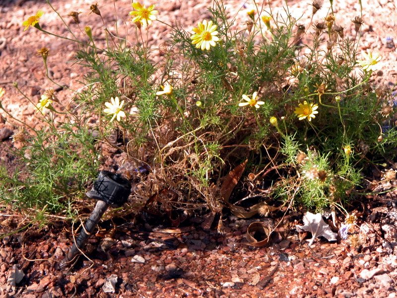 drip emitter on dyssodia