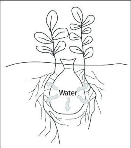 OLLA IRRIGATION