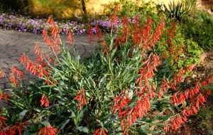 Penstemon eatonii