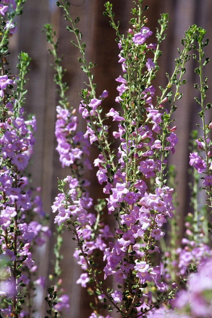 Chihuahuan Sage