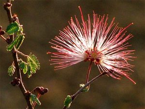 Pink Fairy Duster