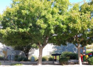 Pistache tree in summer