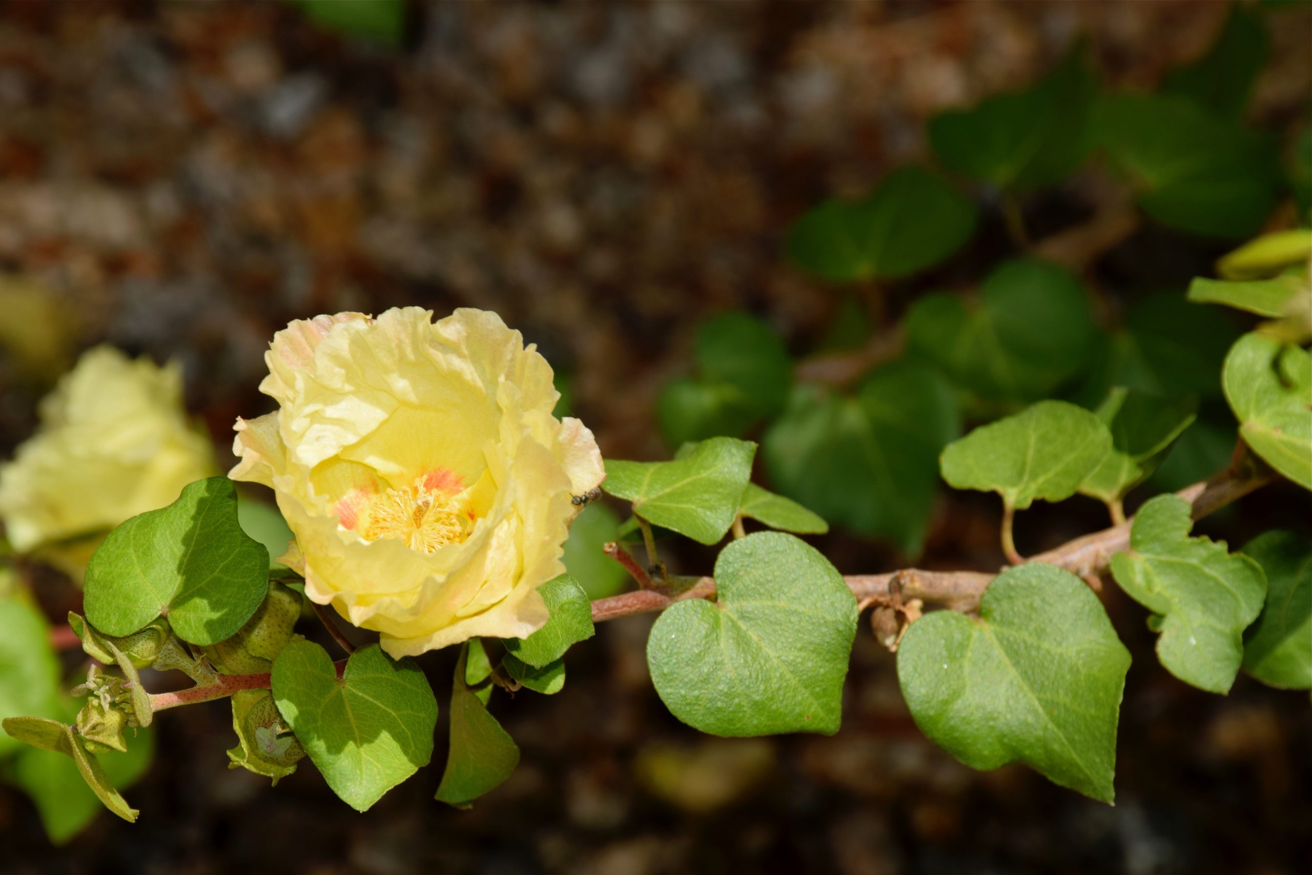 Pic of San Marcos Hibiscus with flowers and leaves