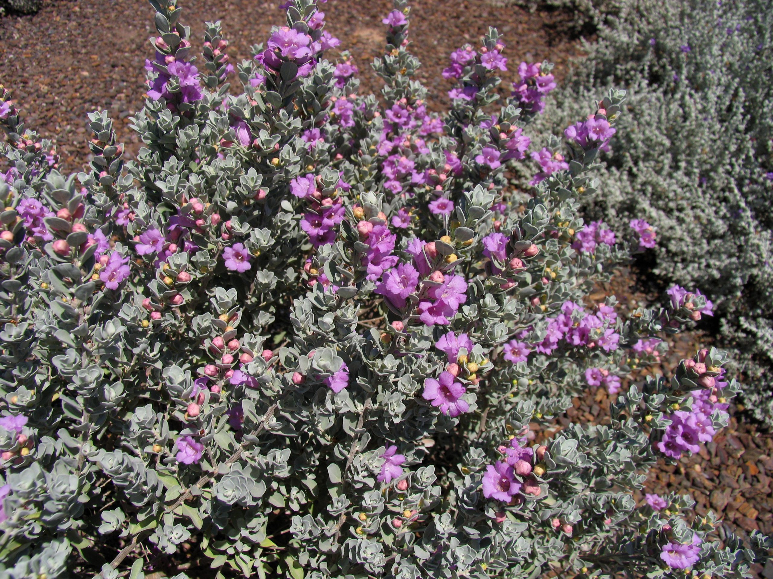 Texas Sage