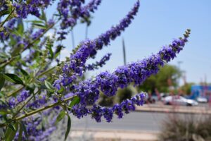 Vitex or Chaste Tree