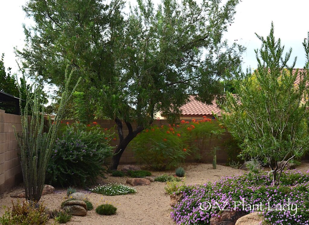 Planting ahead - Xeriscape landscape