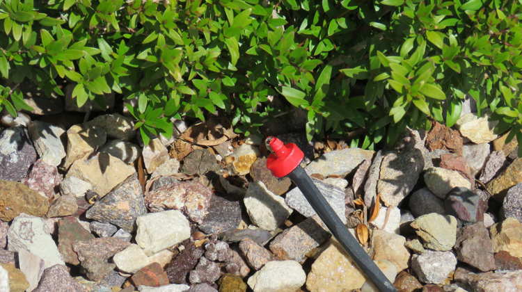Photo of a drip emitter