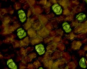 Zebrina_stomata.jpeg