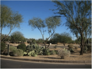 Lion’s Tailing – An Unacceptable Pruning Practice